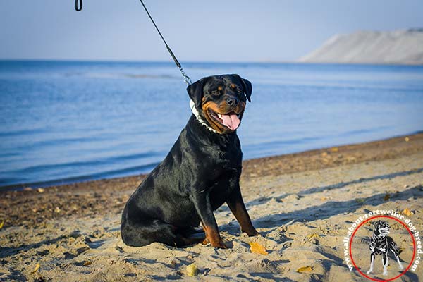 Walking handmade leather Rottweiler collar