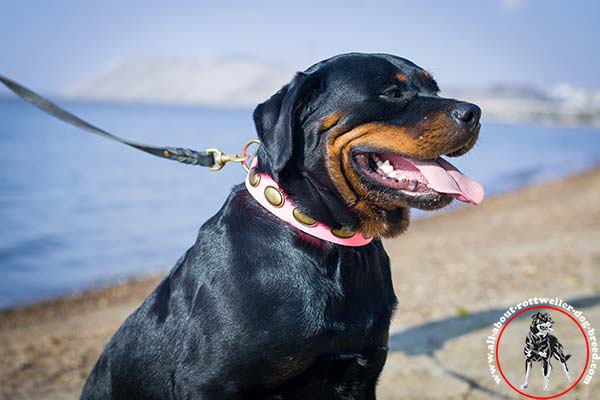 Pink leather Rottweiler collar for safe walking