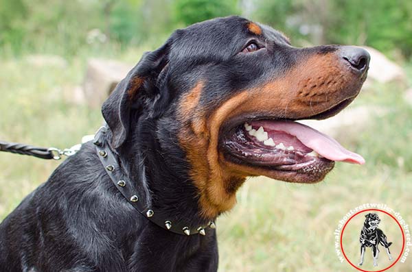 Spiked narrow leather Rottweiler collar for walking