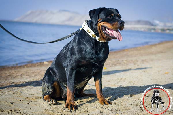 Decorated white leather Rottweiler collar for walking