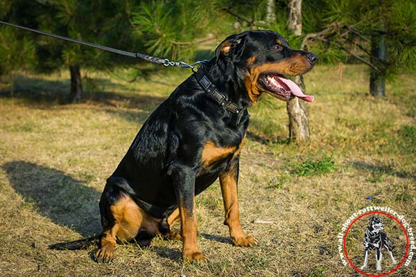 Comfy-to-use leather Rottweiler collar