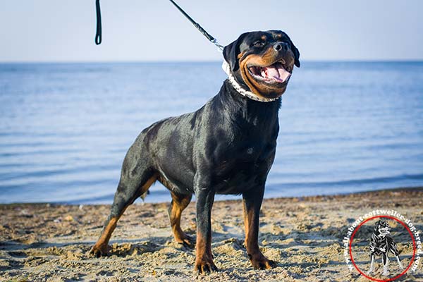 Handcrafted leather Rottweiler collar