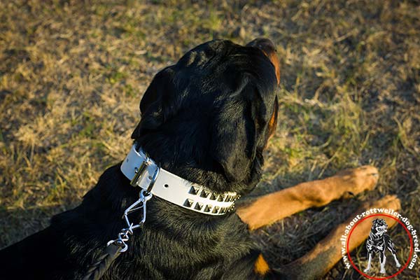 Adjustable leather Rottweiler collar with nickel plated fittings