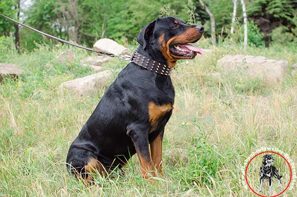 Wide leather Rottweiler collar with spikes