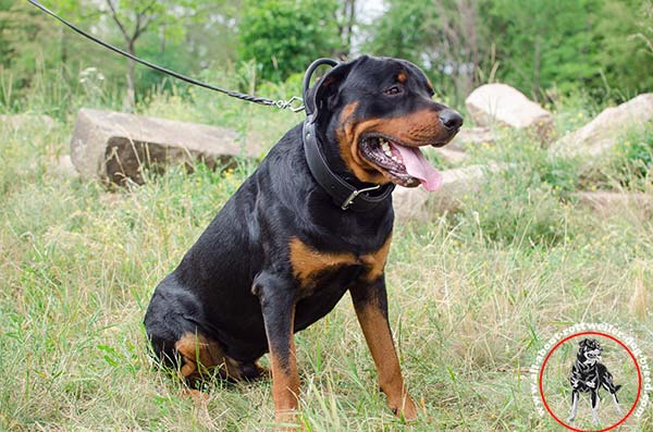 Leather Rottweiler collar with quick grab handle