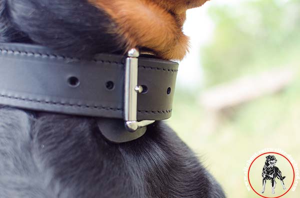 Leather Rottweiler collar with massive buckle