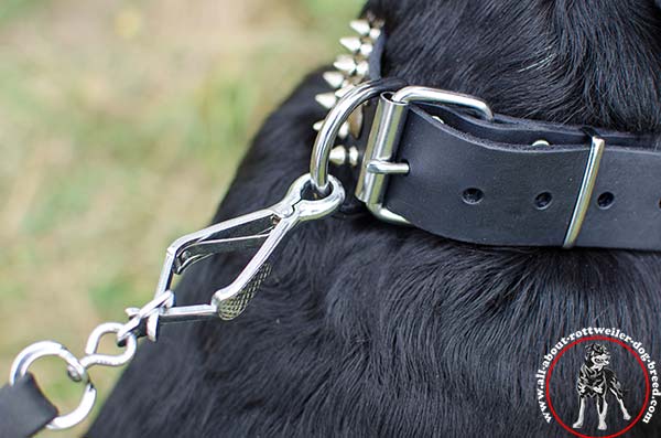 Designer leather Rottweiler collar with shiny nickel plated fittings