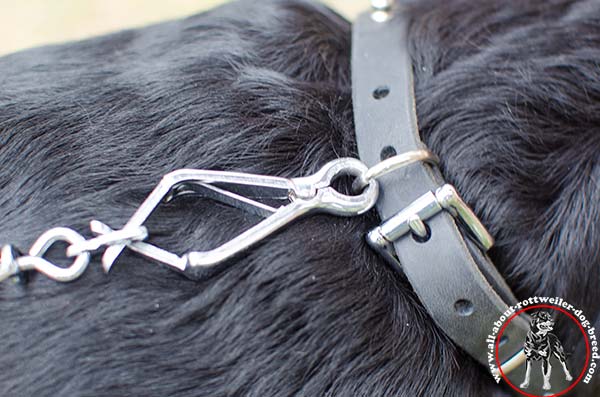 Leather Rottweiler collar with sturdy nickel plated hardware