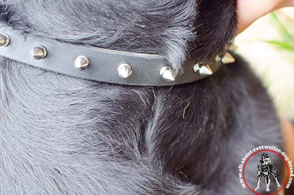 Leather Rottweiler collar with shiny nickel plated spikes