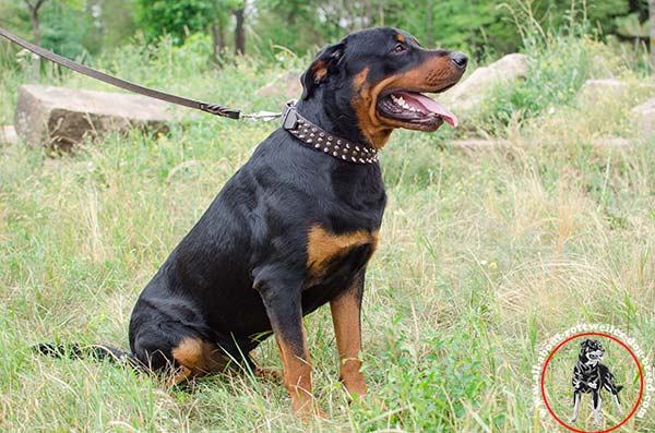 Leather Rottweiler collar with nickel spikes and brass half spheres