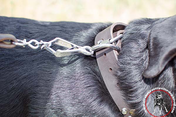 Designer leather canine collar for Rottweiler with sturdy fittings