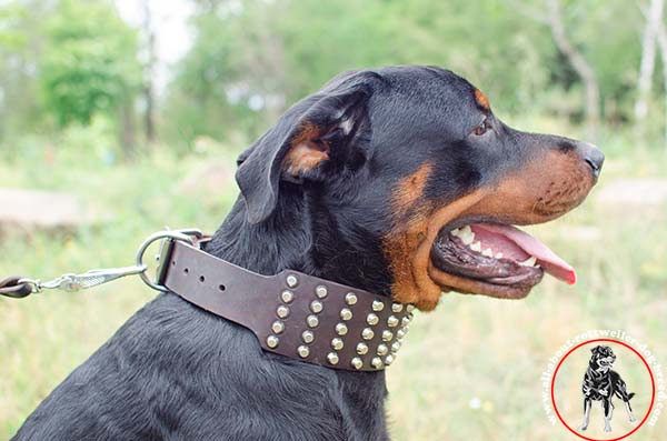 Leather canine collar for Rottweiler with hand set decoration
