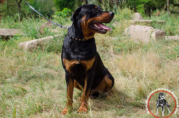 Handmade leather canine collar for Rottweiler 