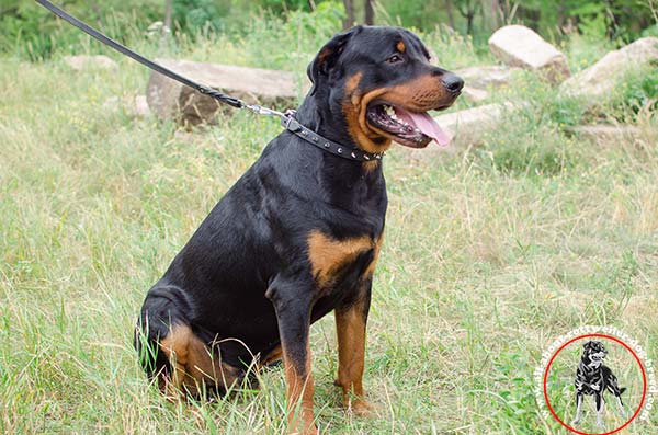 Lightweight leather canine collar for Rottweiler