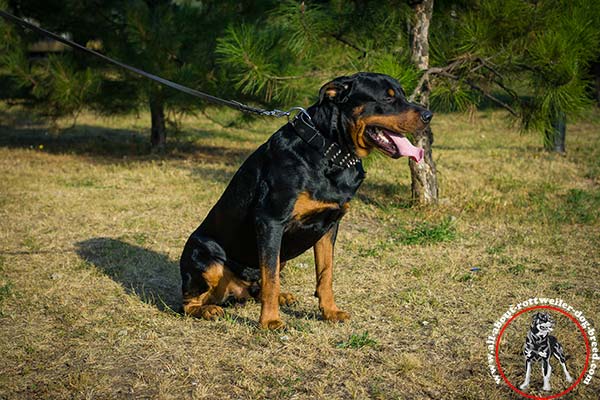 Reliable leather canine collar for Rottweiler