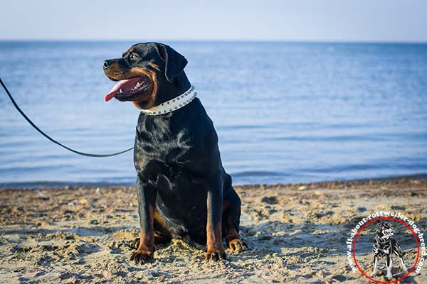 Strong and reliable leather canine collar for Rottweiler