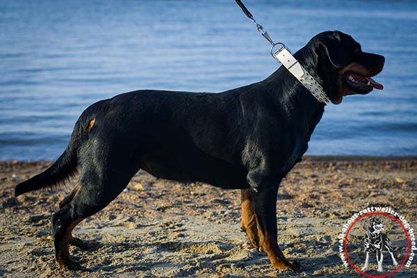 Awesome leather canine collar for Rottweiler with nickel plated hardware