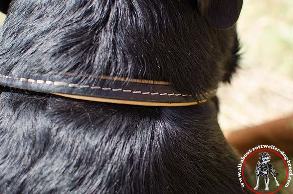 Leather canine collar for Rottweiler with white stitching