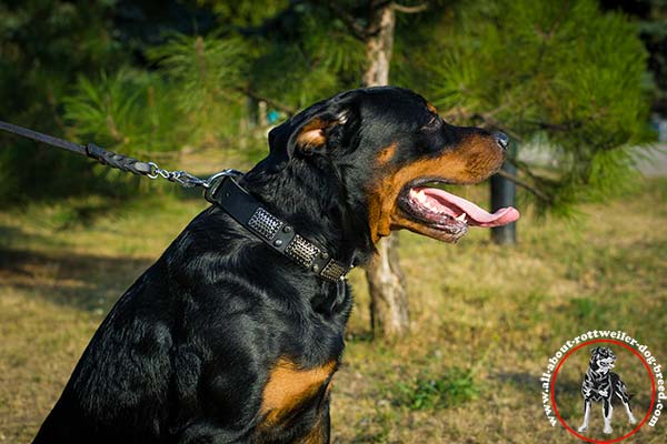 Chic leather canine collar for Rottweiler