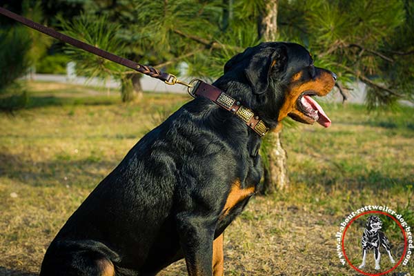 Walking leather canine collar for Rottweiler