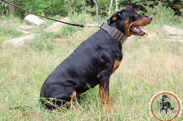 Showy leather canine collar for Rottweiler