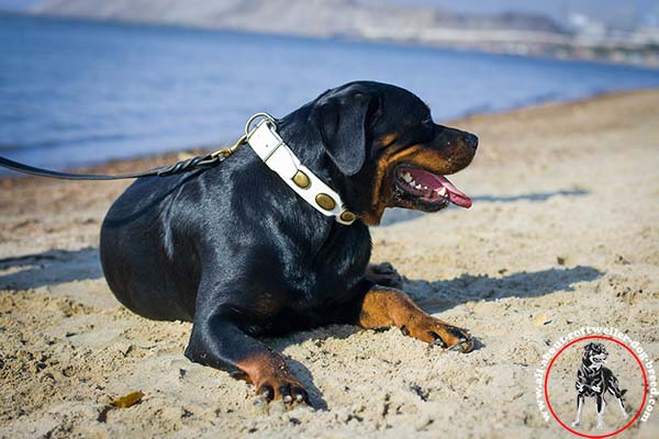 Leather canine collar for Rottweiler with sturdy brass hardware