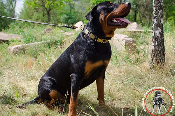 Leather canine collar for Rottweiler with fixed adornment