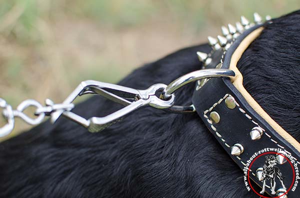 Designer leather canine collar for Rottweiler with nickel plated fittings