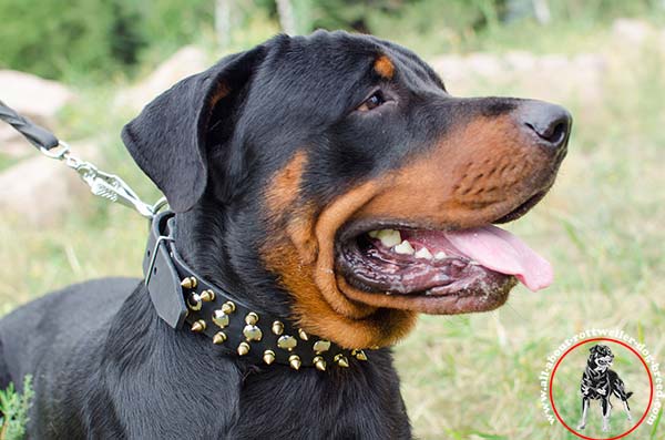 Posh leather canine collar for Rottweiler with spikes and half-spheres