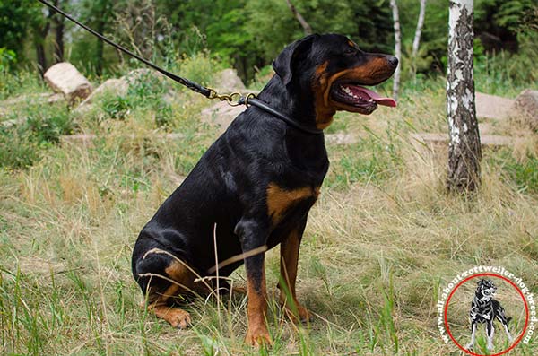 Leather choke collar for Rottweiler