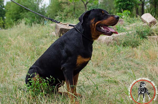 Leather dog choke collar for Rottweiler