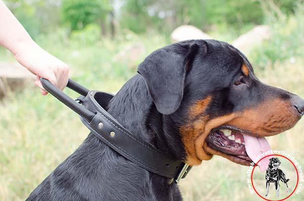 2 ply leather dog collar for Rottweiler