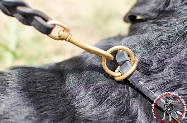 Leather dog collar for Rottweiler with brass hardware