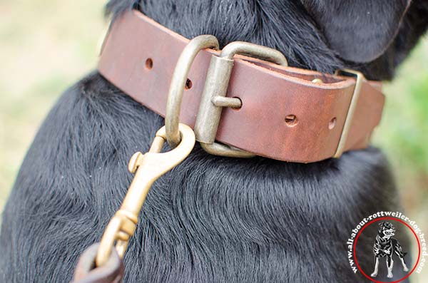 Leather dog collar for Rottweiler with brass plated hardware - close look