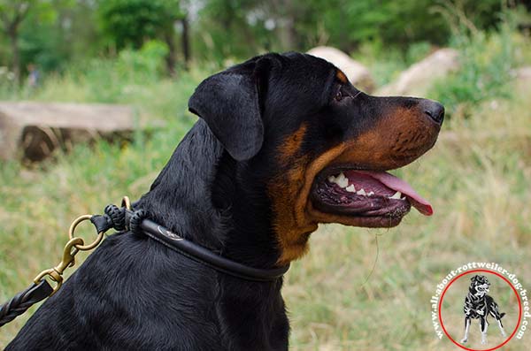 Strong leather dog collar for Rottweiler with effective choking effect