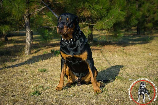 Comfortable leather dog collar for Rottweiler