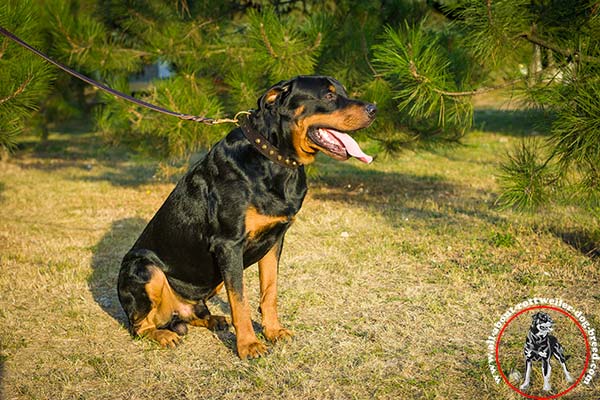 Posh leather dog collar for Rottweiler