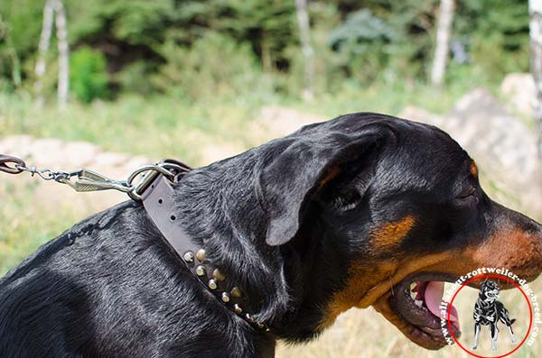 Adorned leather dog collar for Rottweiler