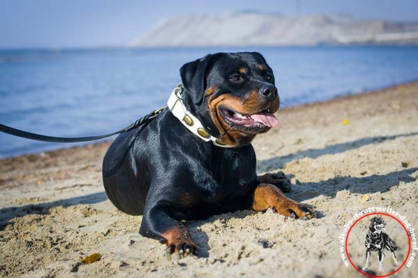Leather dog collar for Rottweiler decorated with brass plates