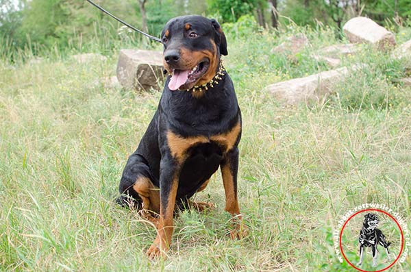 Leather dog collar for Rottweiler decorated with spikes and half-spheres