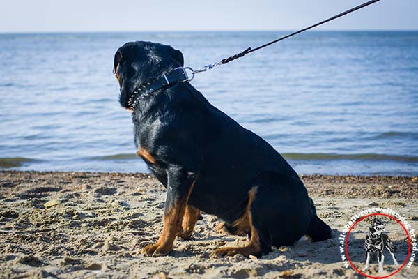 Comfy-to-wear leather dog collar for Rottweiler