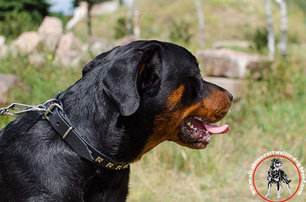 Showy leather dog collar for Rottweiler