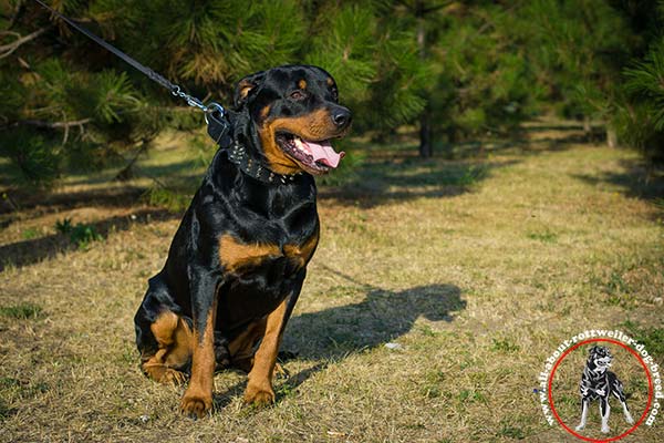 Amazing decorated leather dog collar for Rottweiler
