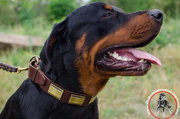 Leather dog collar for Rottweiler with embossed brass covered plates