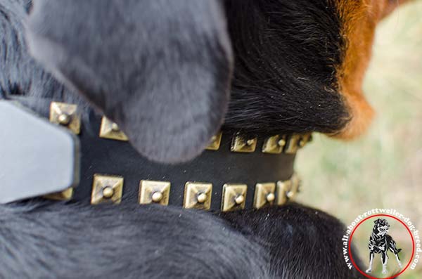 Leather dog collar for Rottweiler with square studs