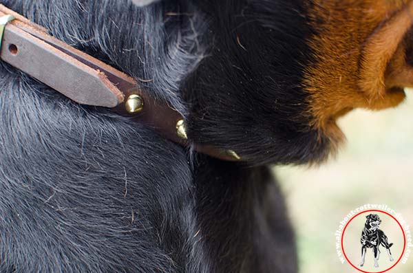 Exclusive leather dog collar for Rottweiler with brass adornment