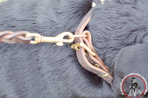 Leather dog collar for Rottweiler with brass hardware