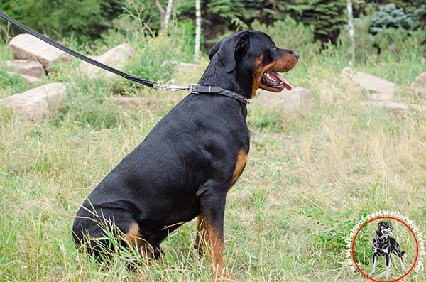 Stylish leather dog collar for Rottweiler