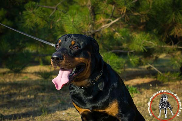 Comfy leather dog collar for Rottweiler