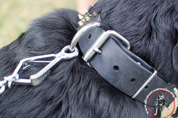 Stunning leather dog collar for Rottweiler with nickel plated fittings